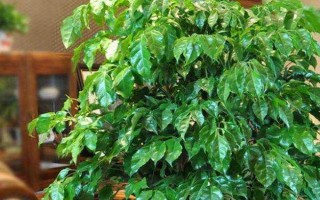 幸福樹葉子一碰就掉怎么處理，可能是由于澆水過量導(dǎo)致的