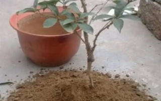 桂花的葉子掉光了還能成活嗎，只要根部沒受損便可活