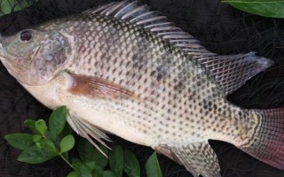 伊豆6號(hào)鉤可以釣多大魚，適合釣1斤至2斤的魚