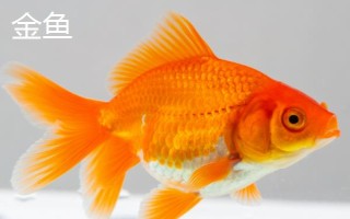 魚是哪種生殖方式，屬于有性生殖