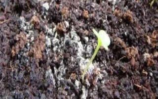 花土長白毛如何處理，可往花盆中噴灑藥物