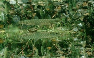 狗魚的生活習(xí)性，我國有黑斑狗魚和白斑狗魚兩種