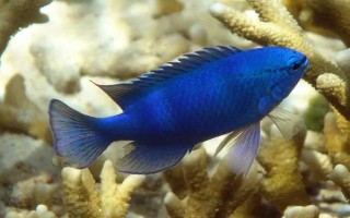 海水魚的飼養(yǎng)方法，每個月?lián)Q一次水