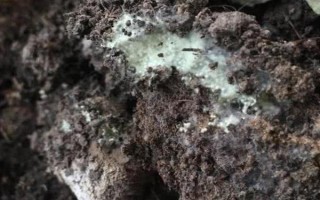 花土長白毛如何處理，可往花盆中噴灑藥物
