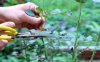 地栽月季不長如何處理，需要及時為其澆水施肥