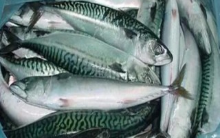 青花魚是鲅魚嗎，二者是不同的兩種魚