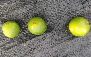 柑橘煤污病的發(fā)病特點(diǎn)，在葉片、枝梢及果實(shí)的表面有黑色的煤污斑
