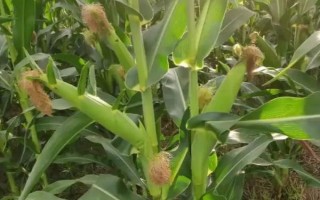 BM800玉米種子介紹，中抗大斑病