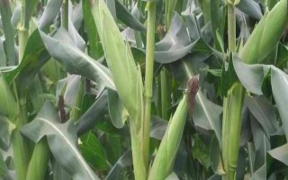 研鋒177玉米品種簡介，放赤眼蜂防治玉米螟蟲