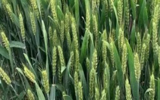 糧源麥2號小麥種子特征特性，揚(yáng)花期用多菌靈防治小麥赤霉病
