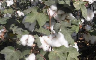岡棉9號(hào)棉花品種簡(jiǎn)介，4月上中旬播種