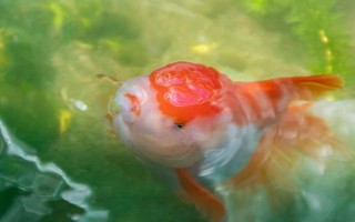 金魚會不會互相攻擊，一般不會互相攻擊
