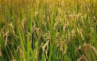 上農(nóng)粳219水稻種子介紹，每畝有效穗15.9萬(wàn)
