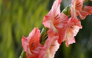 唐菖蒲怎么養(yǎng)殖，夏季要避免陽光直射