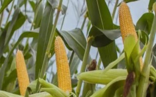 堯玉66玉米種子簡介，適宜播期4月下旬