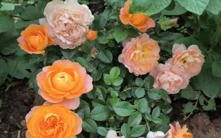 薔薇打蔫卷葉子的原因，可能是澆水不當(dāng)或光照不足所致