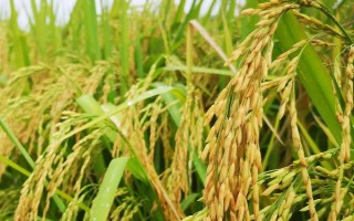 川谷優(yōu)908水稻品種的特性，注意防治稻瘟病
