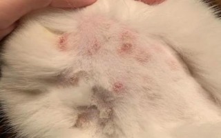 貓咪貓癬怎么判斷，典型癥狀為掉毛、皮屑增多、結(jié)痂等