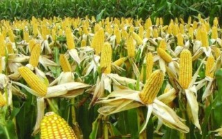 成單935玉米種子特征特性，注意防治灰斑病