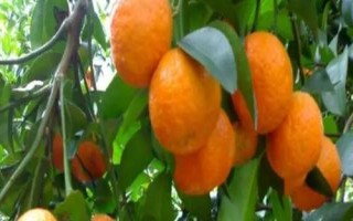 沙糖桔促花保果技術(shù)，整個生長過程中都要加強田間管理