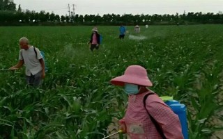 玉米苗后除草劑幾天見效，5-7天左右見效