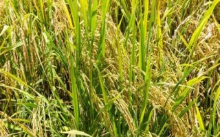 瑞優(yōu)相絲禾水稻種子特點，全生育期140.4天