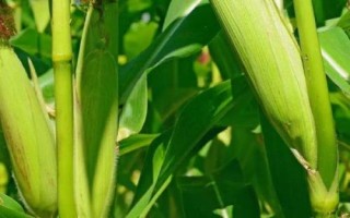 海青玉998玉米種子特征特性，適宜密度為4500株/畝左右