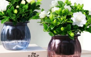 梔子花水培生根后如何移植，移植后澆水時加入少許壯根粉