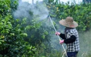 夏季苗圃除草劑的施用小技巧，第一次噴藥在6月下旬進行