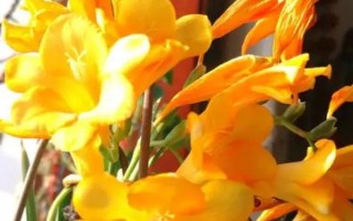香雪蘭花有沒有毒，屬于無毒植物可以養(yǎng)在室內(nèi)