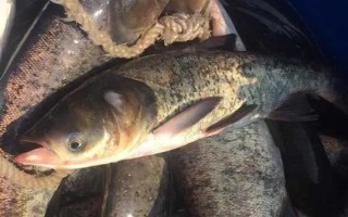 2.0號(hào)子線可以釣多重的魚(yú)，確保質(zhì)量能應(yīng)付10斤以內(nèi)的魚(yú)類