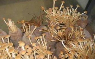 金針菇基腐病怎么防治，發(fā)現(xiàn)病菇要立即清除