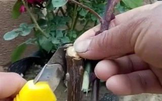 月季可以和什么樹嫁接，包括玫瑰、薔薇等品種