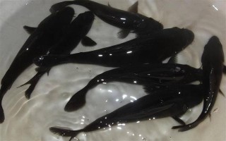 黑色錦鯉魚的其它叫法，別稱烏鯉是錦鯉中的原始品種