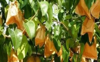 梨適合套什么袋子，對(duì)于果色深的品種用雙層紙袋