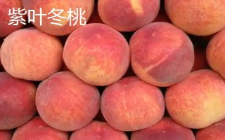 桃樹屬于哪種植物，是一種典型的被子植物