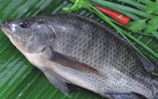 金海夕魚鉤適合釣什么魚，適合釣鯽魚、羅非魚、鲴魚等