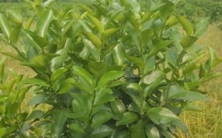 放秋梢不當(dāng)?shù)奈：?，會?dǎo)致果實(shí)長不大甚至引起落果