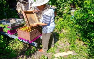 冬天如何對(duì)蜜蜂飼喂糖水，在飼喂器中添加糖漿再放入蜂箱中即可