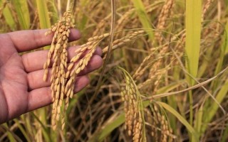 博Ⅱ優(yōu)618水稻種子介紹，每畝有效穗數約17.43萬