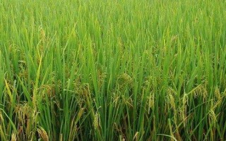 百香優(yōu)125水稻種子簡(jiǎn)介，感溫秈型三系雜交水稻品種