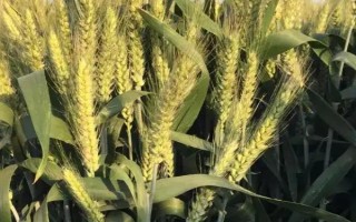 許科129小麥品種簡介，高抗條銹病