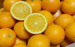 什么品種的橙樹苗好，常見的有塔羅科血橙、紐荷爾臍橙等