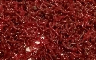 垂釣羅非魚的線組與餌料搭配，小型羅非魚可使用1.0號主線、0.6號子線