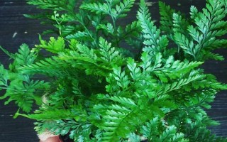 狼尾蕨的寓意，寓意著自由和自我放縱