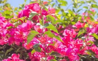三角梅夏天怎么養(yǎng)開(kāi)花多，保證光照充足是關(guān)鍵