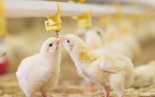 小雞能不能喝牛奶，飼喂牛奶容易拉稀