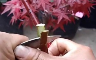 楓樹苗的價(jià)格和繁殖方式，會受到品種、規(guī)格、樹齡等條件的影響