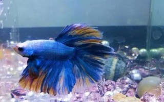斗魚(yú)能不能養(yǎng)在大缸中，可以飼養(yǎng)但會(huì)影響觀賞