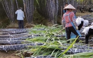 甘蔗的分布，主要分布在北緯33°至南緯30°之間